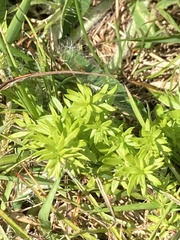 Galium sterneri