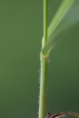 Bromus condensatus