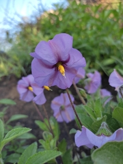 Lycianthes moziniana