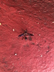 Physocephala floridana