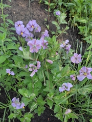 Lycianthes moziniana