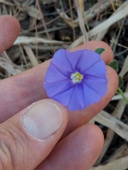 Convolvulus sabatius subsp. mauritanicus image