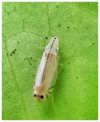 Sophonia longitudinalis