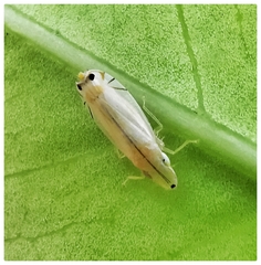 Sophonia longitudinalis