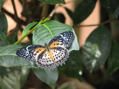 Cethosia nietneri