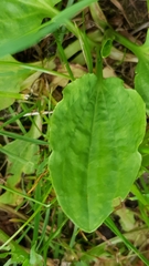 Plantago major