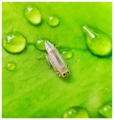Sophonia longitudinalis
