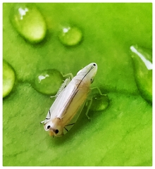 Sophonia longitudinalis