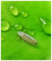 Sophonia longitudinalis