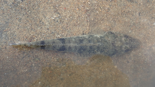 Bartail flathead (Platycephalus indicus) — Platycephalidae — 4
