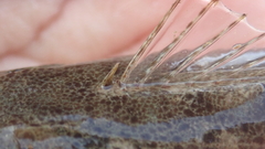 Platycephalus indicus