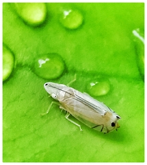 Sophonia longitudinalis