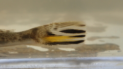 Platycephalus indicus