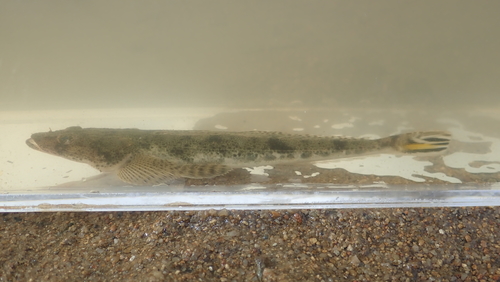 Bartail Flathead