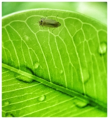 Sophonia longitudinalis