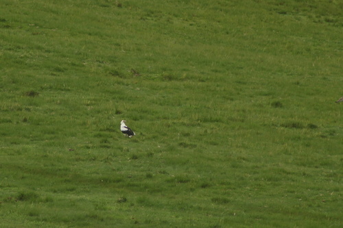 Palm-nut Vulture