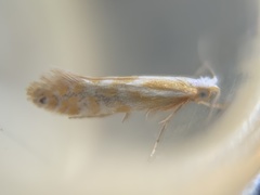 Argyresthia freyella