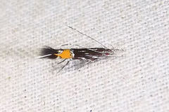 Cosmopterix lespedezae
