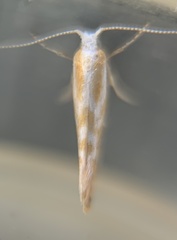 Argyresthia freyella
