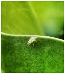 Sophonia longitudinalis