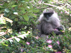 Semnopithecus vetulus