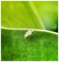 Sophonia longitudinalis