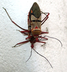 Phonoctonus