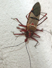 Phonoctonus