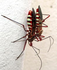 Phonoctonus