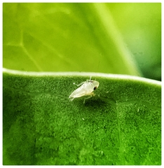 Sophonia longitudinalis