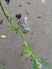 Medicago × varia