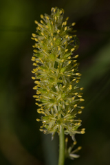 Tofieldia calyculata