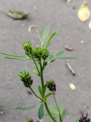 Medicago × varia