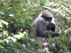 Semnopithecus vetulus