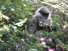 Semnopithecus vetulus