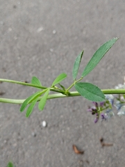 Medicago × varia