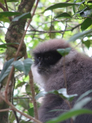 Semnopithecus vetulus