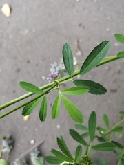 Medicago × varia