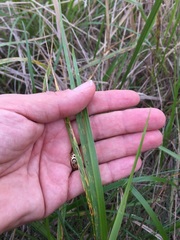 Anthoxanthum nitens nitens