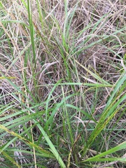 Anthoxanthum nitens nitens