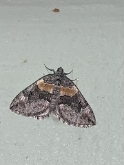 Dysstroma hersiliata