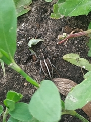 Dorcadion holosericeum