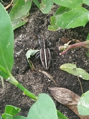 Dorcadion holosericeum