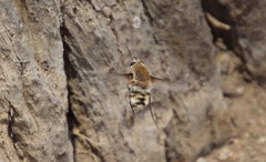 Heterostylum robustum