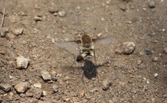 Heterostylum robustum