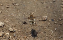 Heterostylum robustum