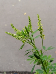 Melilotus officinalis