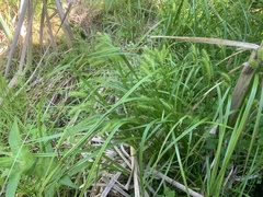 Carex schweinitzii
