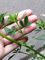 Melilotus officinalis