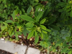 Melilotus officinalis